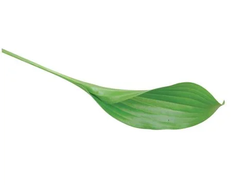Green  leaf Stock Photos
