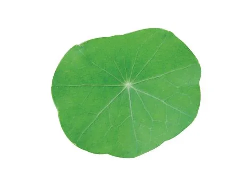 Green  leaf Stock Photos