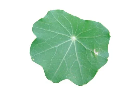 Green  leaf Stock Photos