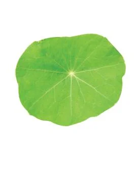 Green  leaf Stock Photos