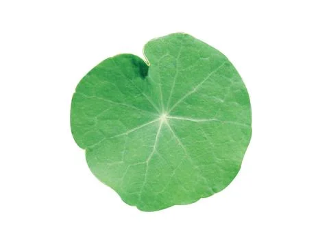 Green  leaf Stock Photos