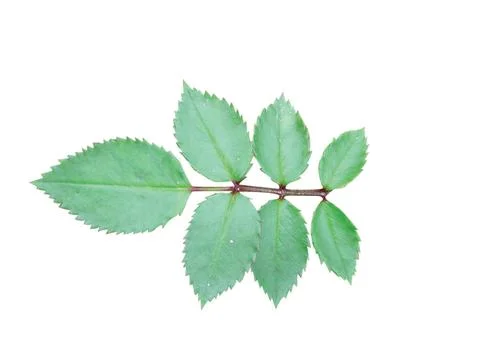 Green  leaf Fotos Stock