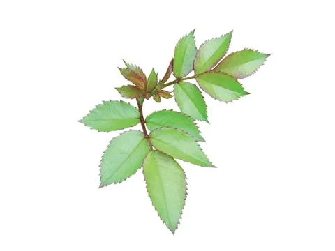 Green  leaf Stock Photos