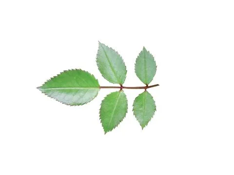 Green  leaf Stock Photos