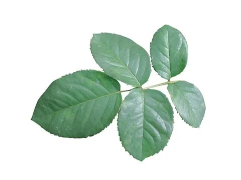 Green  leaf Fotos de archivo