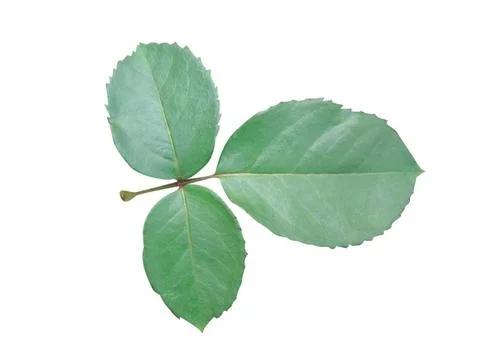 Green  leaf 写真素材