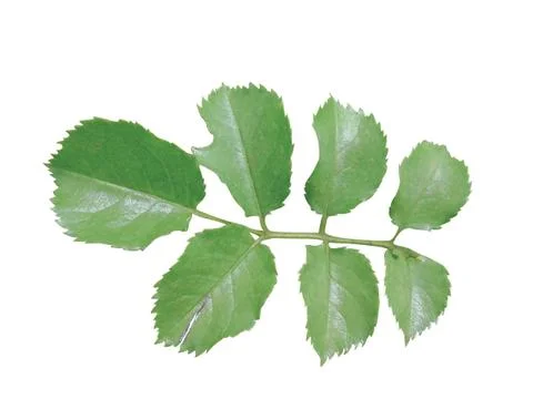 Green  leaf Stock Photos