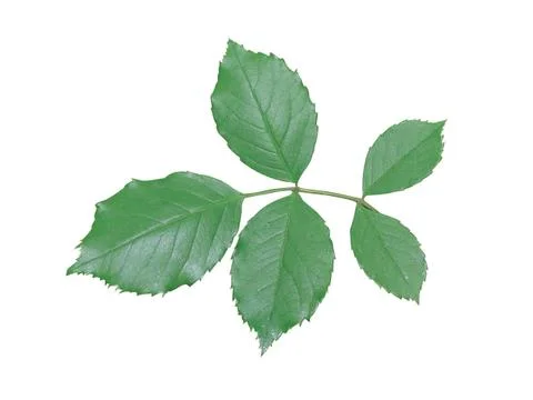 Green  leaf Stock Photos