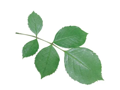 Green  leaf Fotos Stock