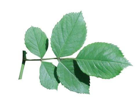 Green  leaf Stock Photos