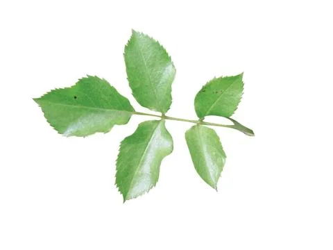 Green  leaf 스톡 사진