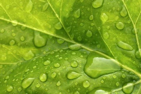 Green leaf Stock Photos