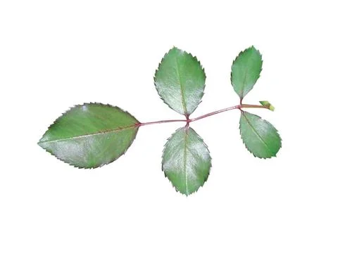 Green  leaf 库存照片