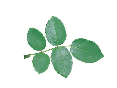 Green  leaf Stock Photos