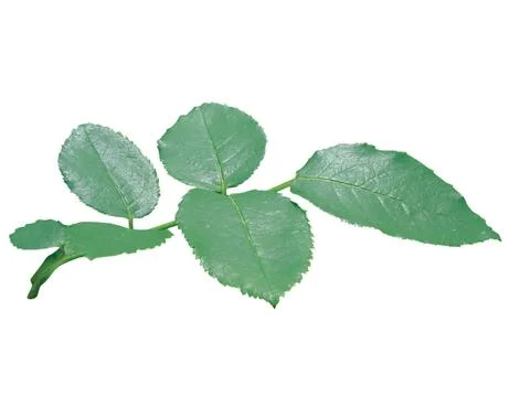 Green  leaf 库存照片