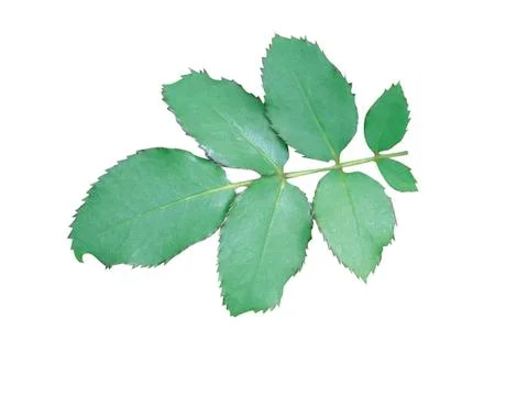 Green  leaf Fotos Stock