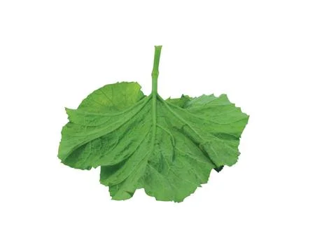Green  leaf Stock Photos
