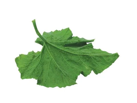 Green  leaf Stock Photos