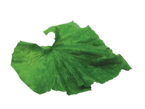 Green  leaf Stock Photos