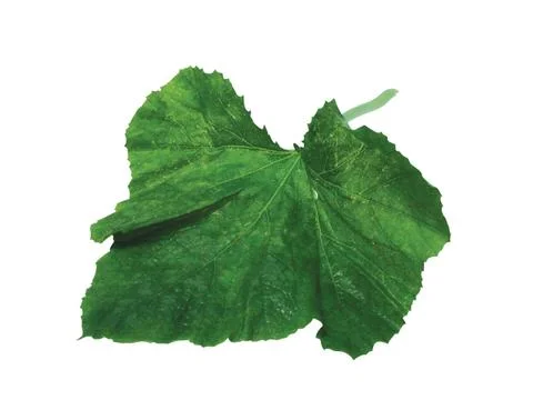 Green  leaf Stock Photos