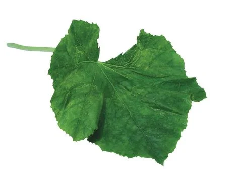 Green  leaf Stock Photos