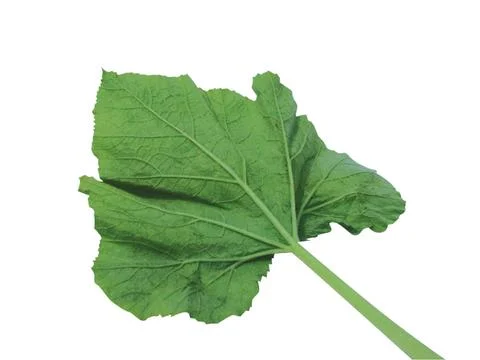 Green  leaf Stock Photos