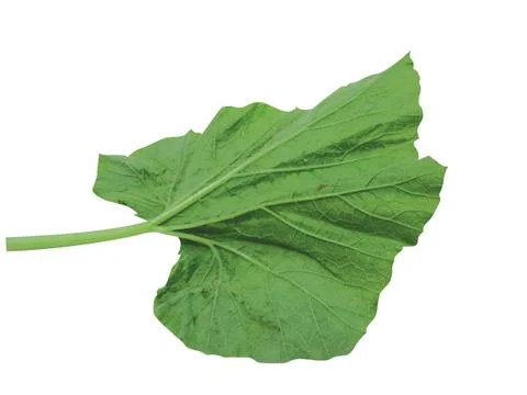 Green  leaf Stock Photos