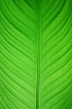 Green leaf Stock Photos