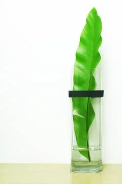 Green leaf Stock Photos