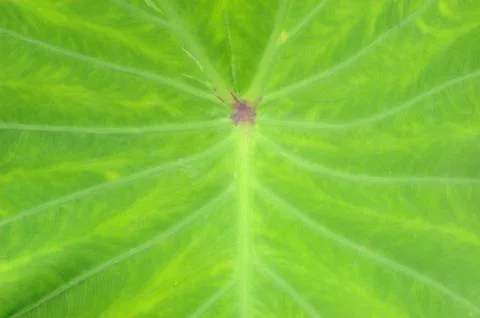 This green leaf. Stock Photos