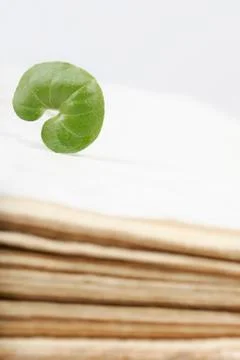 Green leaf Stock Photos