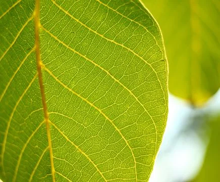 Green leaf Stock Photos