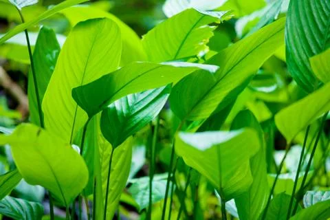 Green leaf Stock Photos