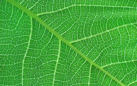 Green leaf Stock Photos
