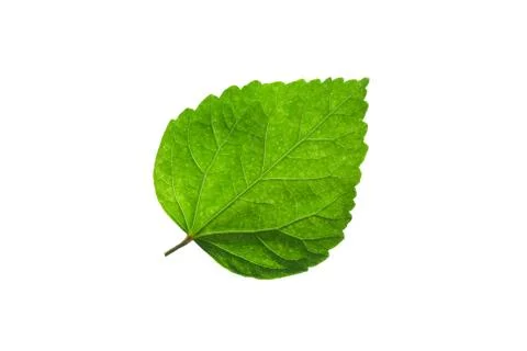 Green leaf Stock Photos
