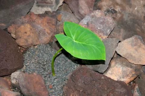 Green leaf 스톡 사진