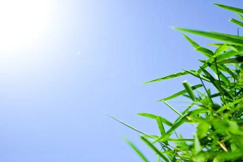 Green leaf Foto stock