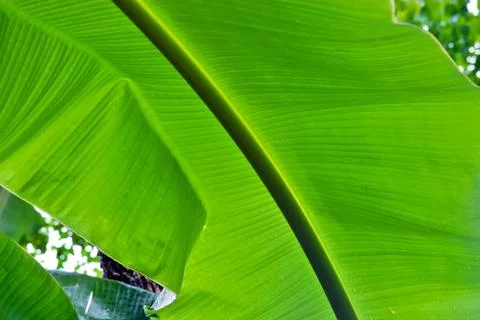 Green leaf Stock-Fotos