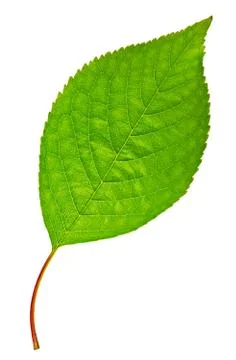 Green leaf Stock Photos