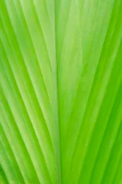 Green leaf Stock Photos