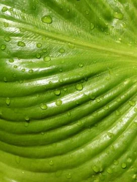 Green leaf Stock Photos