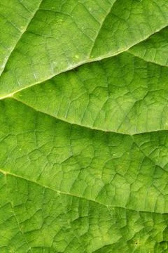 Green leaf Stock Photos