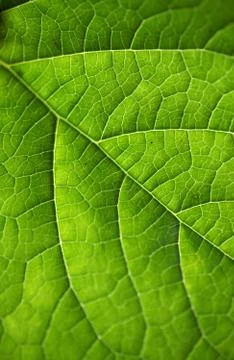 Green leaf Stock Photos