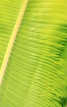 Green leaf Stock Photos