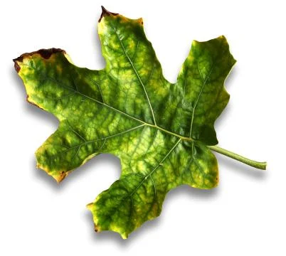 Green leaf Stock Photos