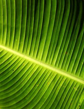 Green leaf Stock Photos