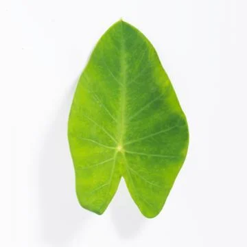 Green leaf Stock Photos