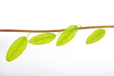 Green leaf Stock Photos