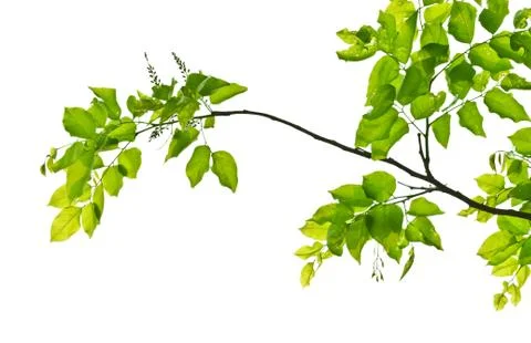 Green leaf Stock Photos