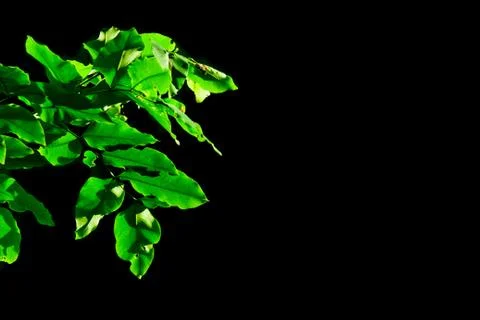 Green leaf Stock Photos